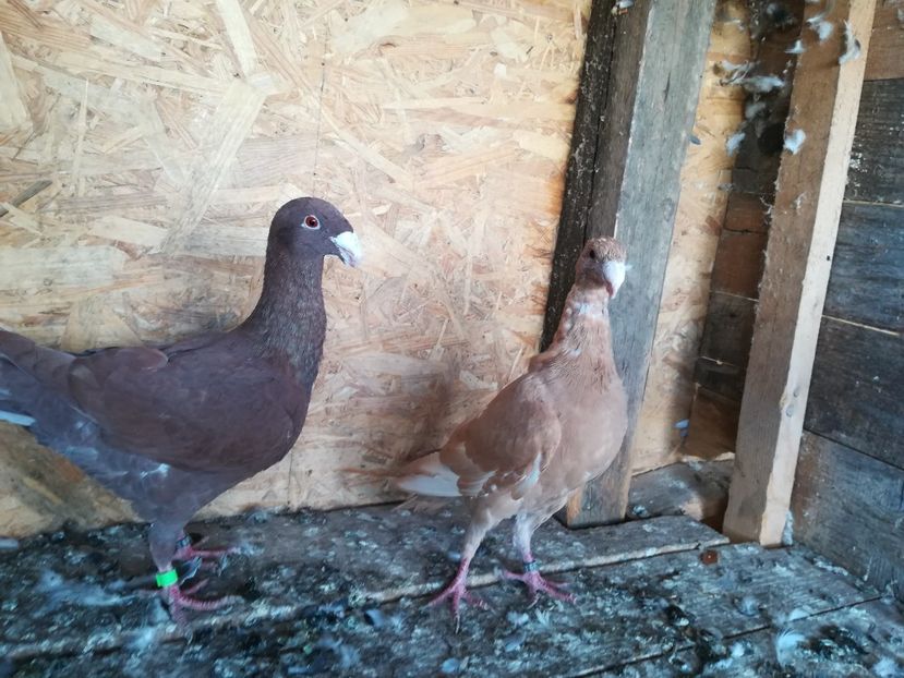  - Matca germani 2021