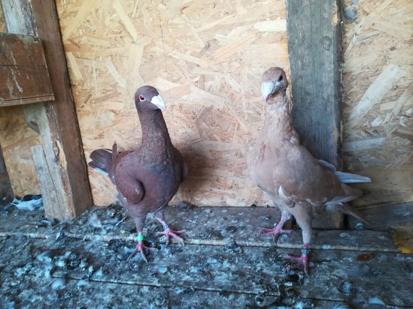  - Matca germani 2021