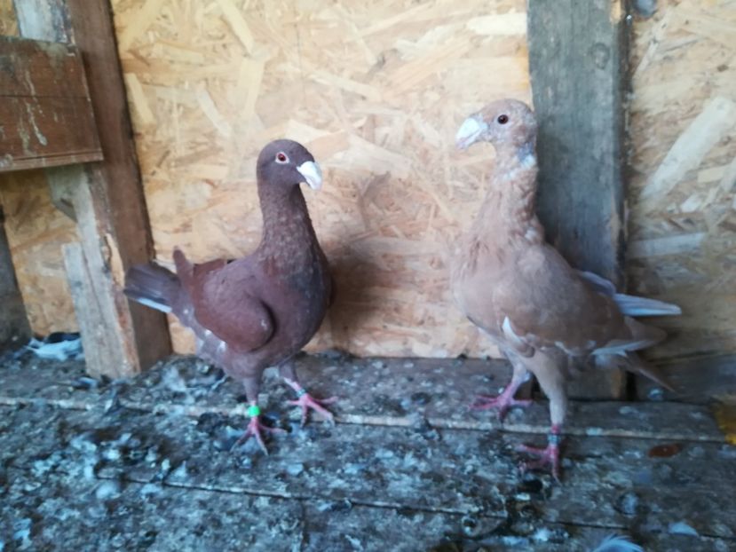  - Matca germani 2021