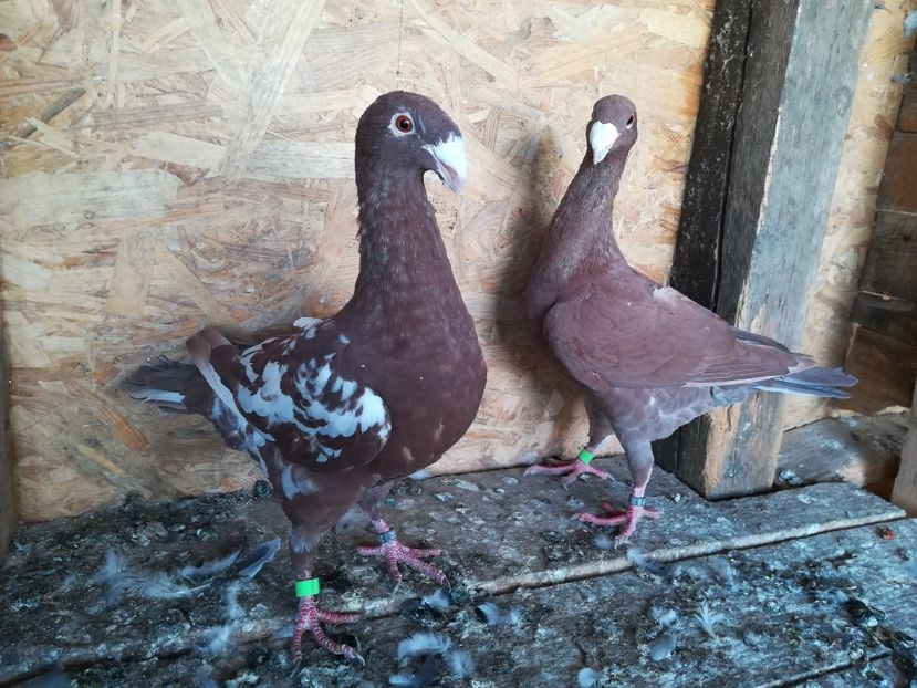  - Matca germani 2021