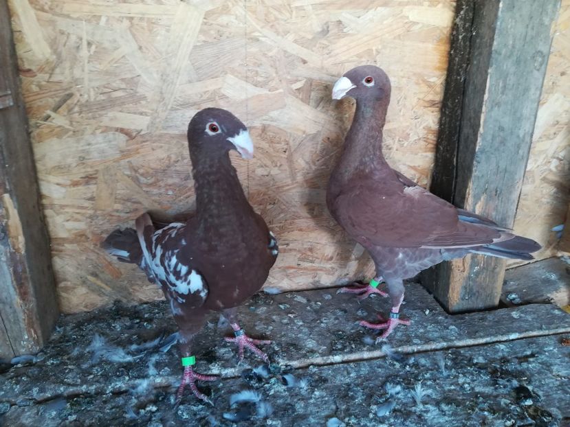  - Matca germani 2021