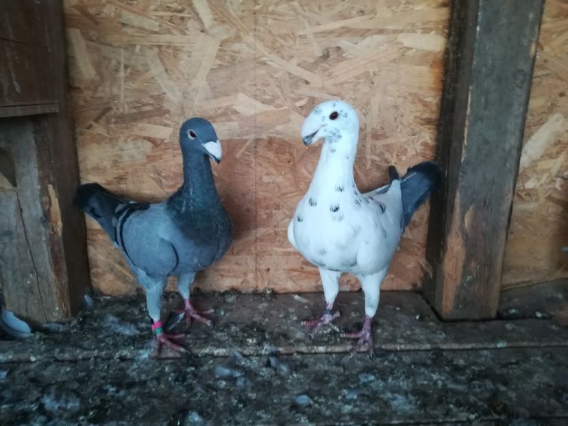  - Matca germani 2021