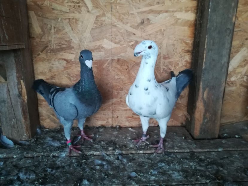  - Matca germani 2021