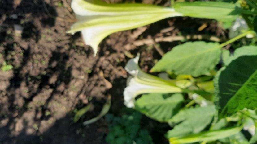  - diverse flori 2020