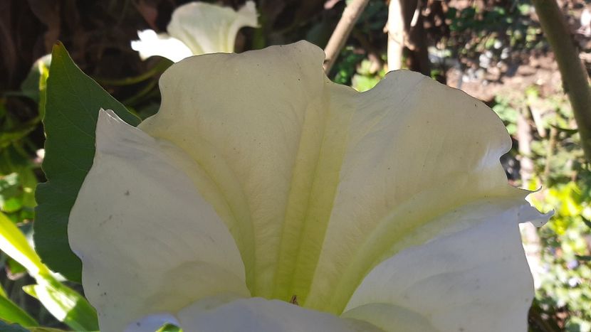  - diverse flori 2020