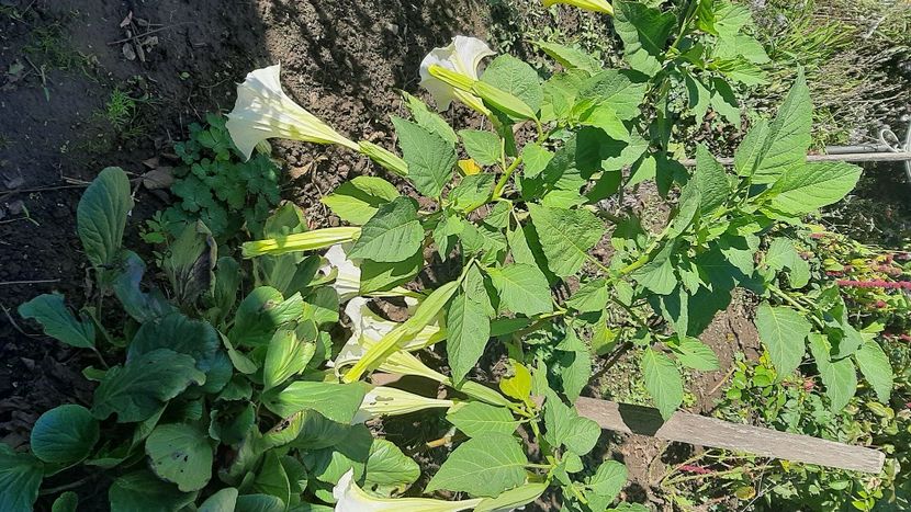  - diverse flori 2020