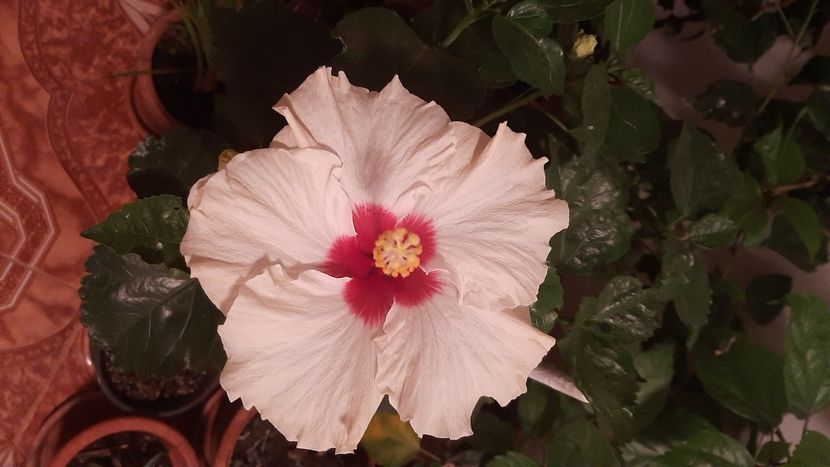  - diverse flori 2020