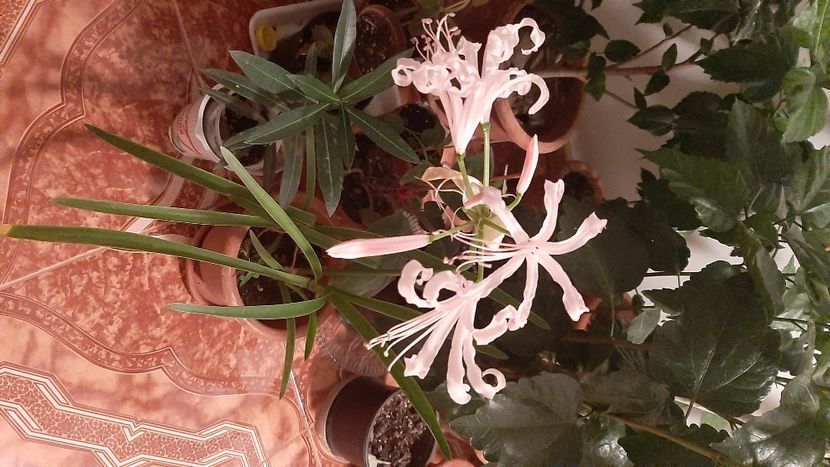  - diverse flori 2020