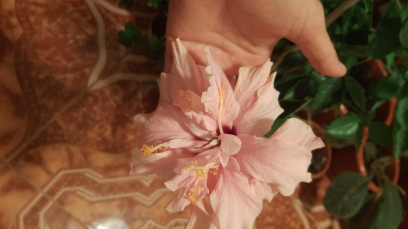  - diverse flori 2020