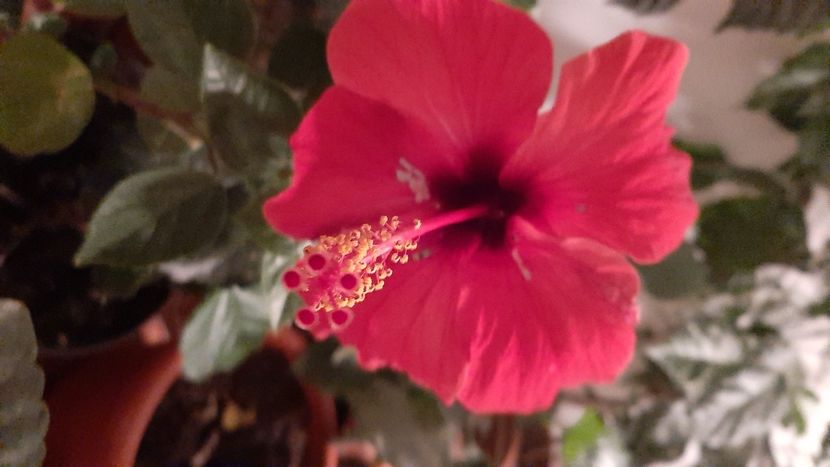  - diverse flori 2020