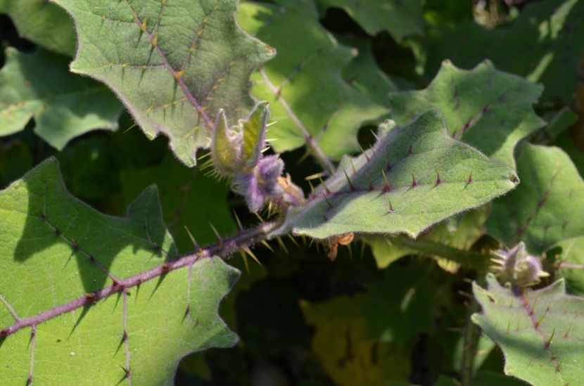  - dragostea  de natura