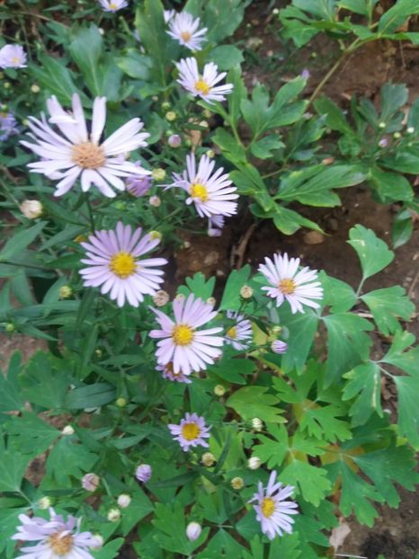  - 2020 Gradina G1_G2