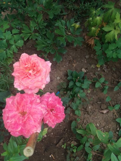  - 2020 Gradina G1_G2