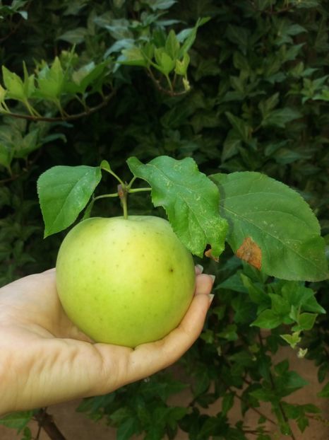  - 2020 Gradina G1_G2