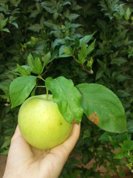  - 2020 Gradina G1_G2