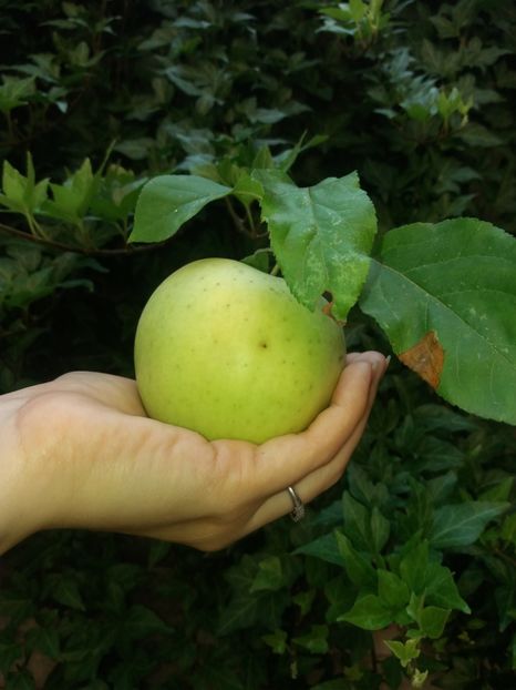  - 2020 Gradina G1_G2