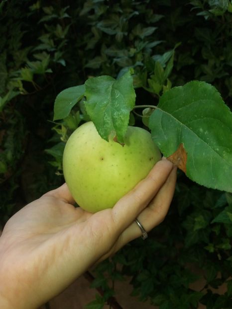  - 2020 Gradina G1_G2