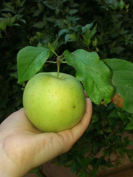  - 2020 Gradina G1_G2