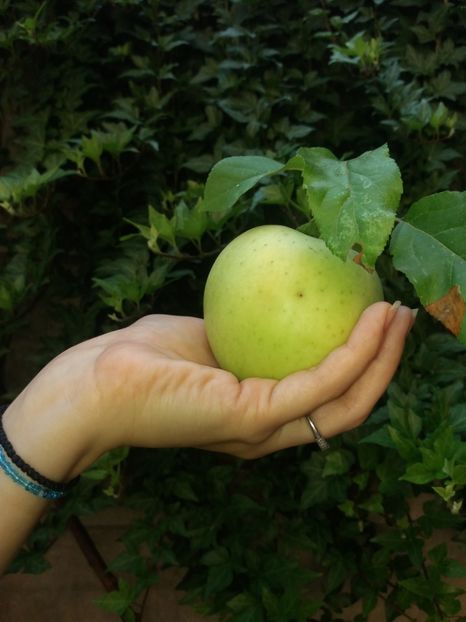  - 2020 Gradina G1_G2