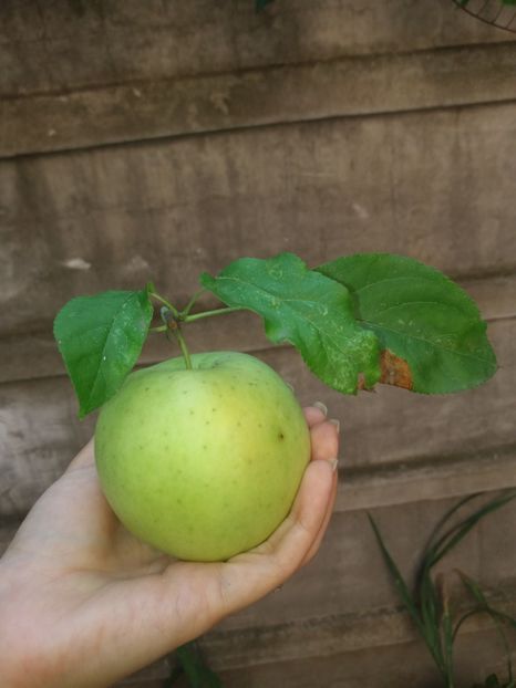  - 2020 Gradina G1_G2