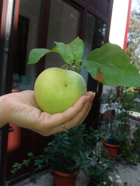  - 2020 Gradina G1_G2