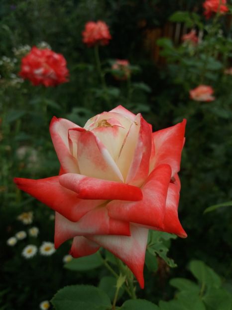  - 2020 Gradina G1_G2