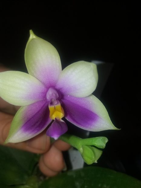 bellina - Orhidee
