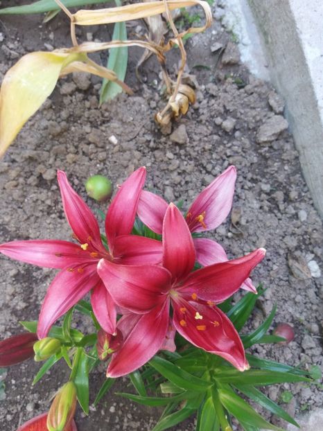  - 2020 Gradina G1_G2