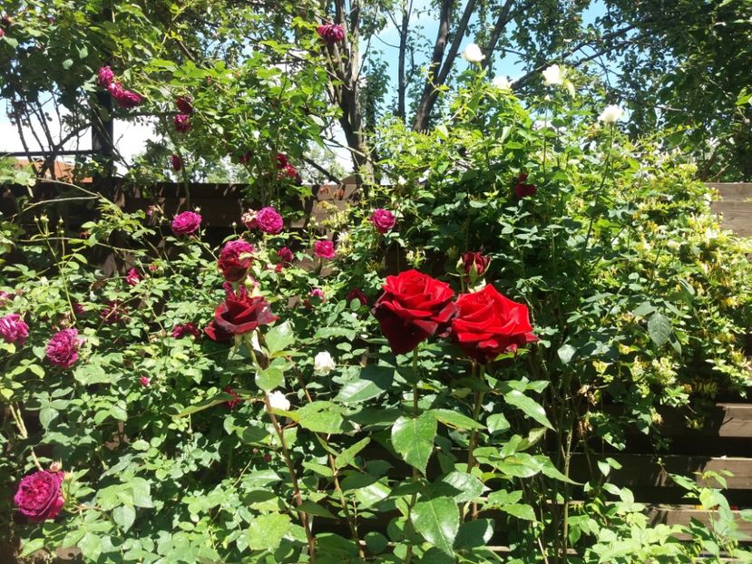  - 2020 Gradina G1_G2