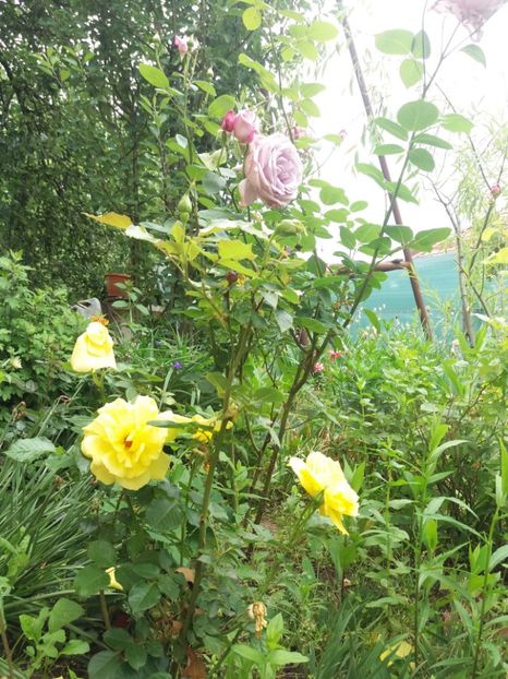  - 2020 Gradina G1_G2