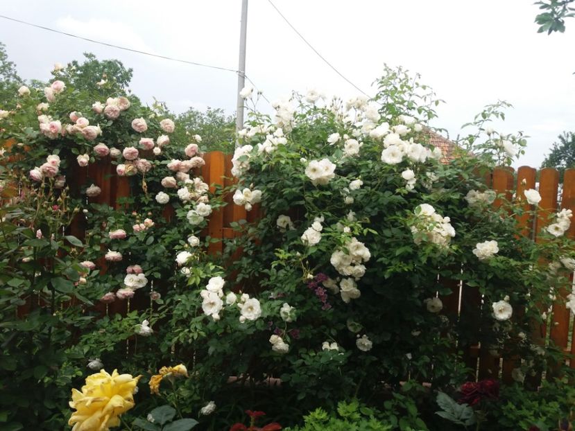  - 2020 Gradina G1_G2