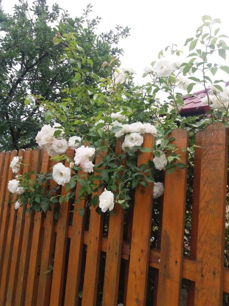  - 2020 Gradina G1_G2