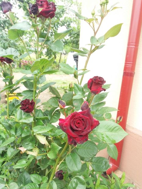  - 2020 Gradina G1_G2