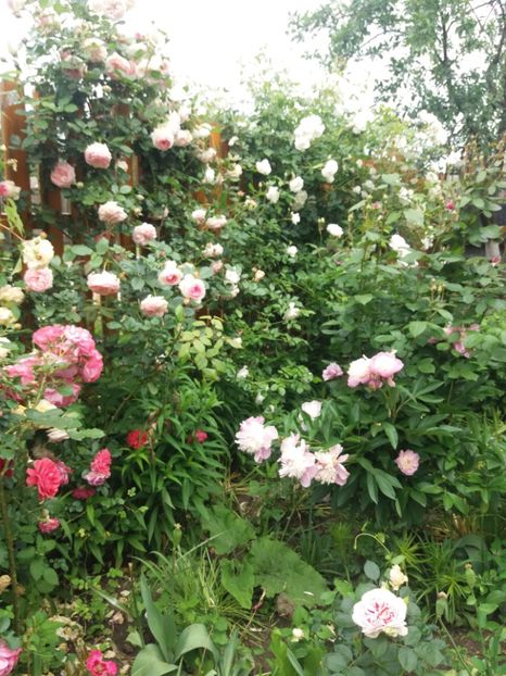  - 2020 Gradina G1_G2