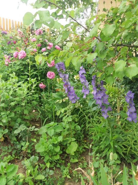  - 2020 Gradina G1_G2