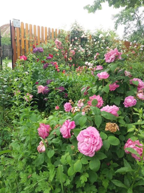  - 2020 Gradina G1_G2