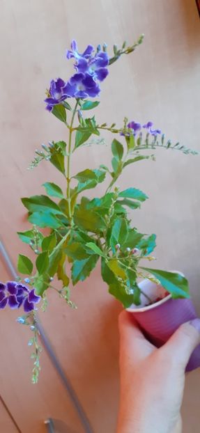  - Duranta repens