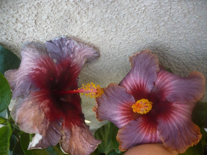 15.10.2020 - HIBISCUSI 2020-5