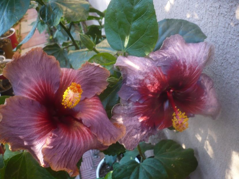 P1460996 - HIBISCUSI 2020-5