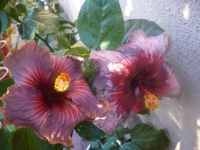 P1460997 - HIBISCUSI 2020-5