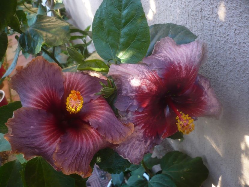 P1460998 - HIBISCUSI 2020-5