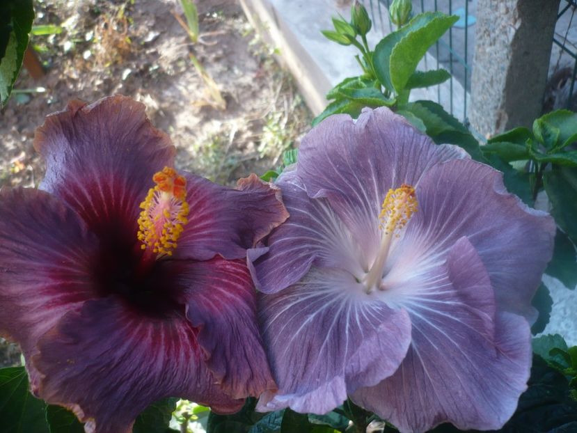 P1470001 - HIBISCUSI 2020-5