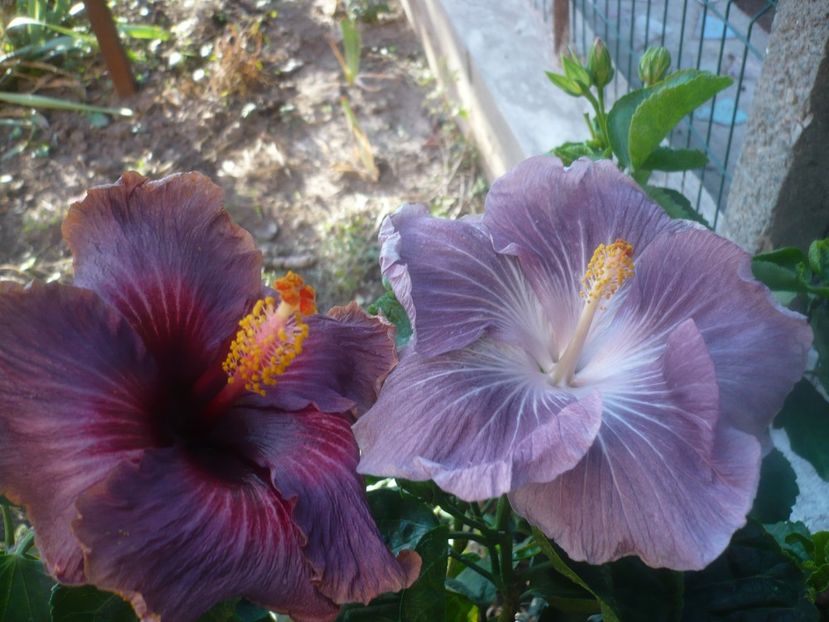 P1470002 - HIBISCUSI 2020-5