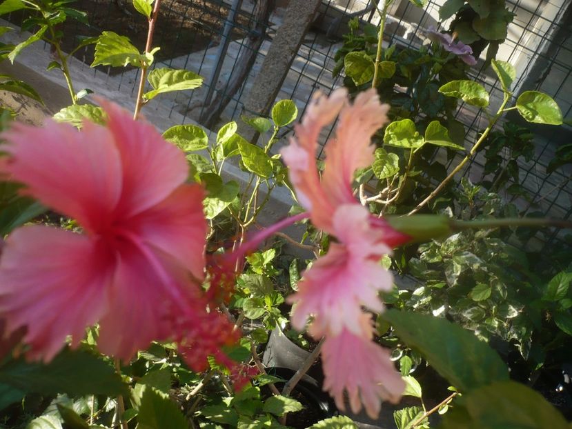 P1470005 - HIBISCUSI 2020-5