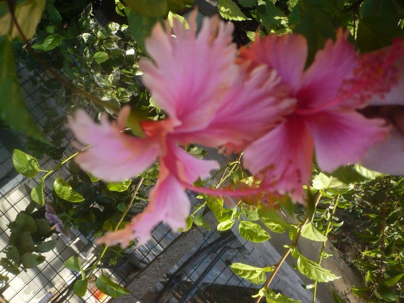 P1470006 - HIBISCUSI 2020-5