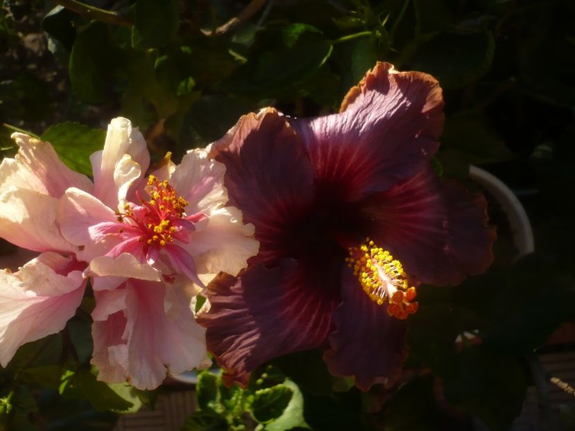 P1470007 - HIBISCUSI 2020-5