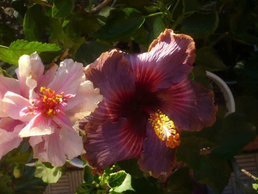 P1470008 - HIBISCUSI 2020-5