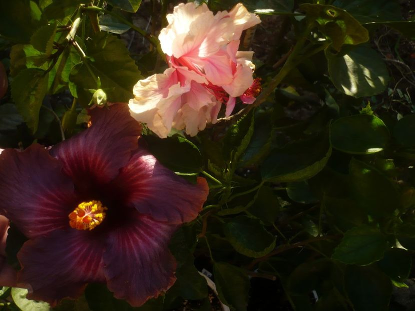 P1470009 - HIBISCUSI 2020-5