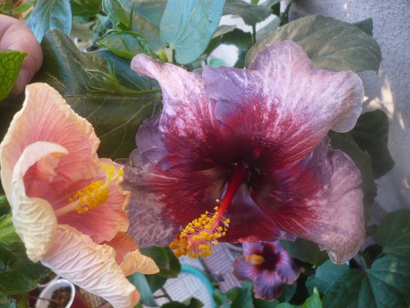 P1470014 - HIBISCUSI 2020-5