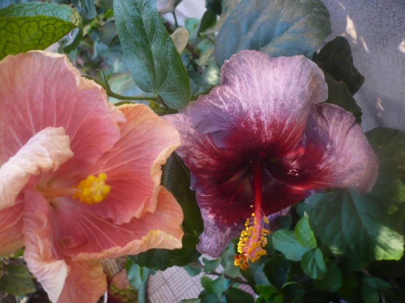 P1470015 - HIBISCUSI 2020-5